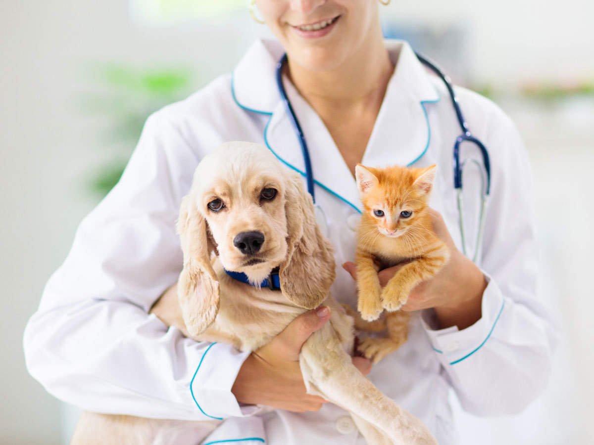 How Pet Insurance Can Save You Thousands in Unexpected Vet Bills